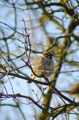 sparrow on a branch