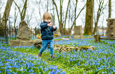 Cute toddler boy admiring blue scilla siberica spring flowers blossoming in Bernardine cemetery, one of the three oldest graveyards in Vilnius, Lithuania.