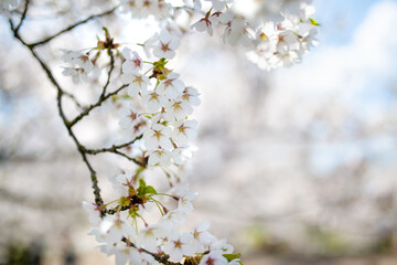 Beautiful cherry tree blossoming on spring. Beauty in nature. Tender cherry branches on spring day outdoors.