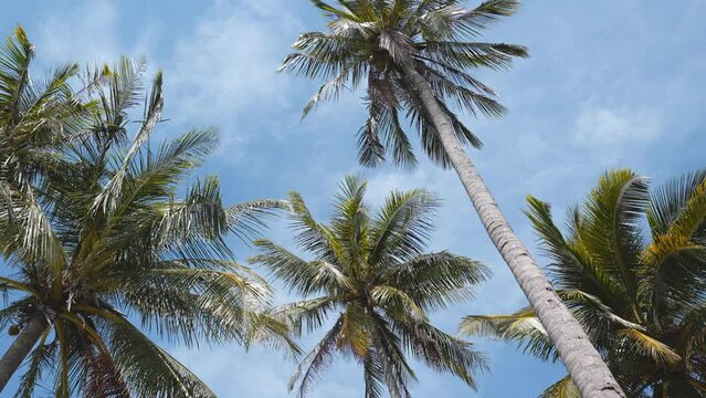 Coconut Palm Trees bottom view with blue sky