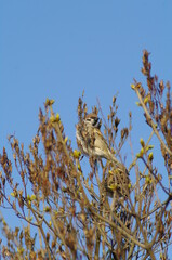 bird on a branch