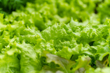 Bunches of fresh organic lettuce sold on a market