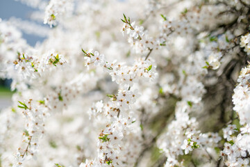 Beautiful cherry tree blossoming on spring. Beauty in nature. Tender cherry branches on spring day outdoors.