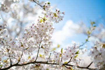 Beautiful cherry tree blossoming on spring. Beauty in nature. Tender cherry branches on spring day outdoors.