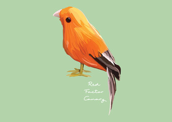 Vector Illustration of Red Factor Canary, Bird