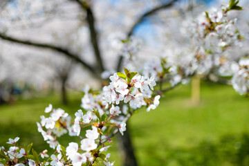 Beautiful cherry tree blossoming on spring. Beauty in nature. Tender cherry branches on spring day outdoors.