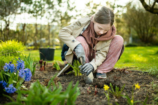 Pretty preteen girl planting hyacinth flowers on spring day. Child helping with spring chores.