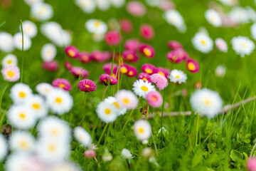 Obraz na płótnie Canvas Beautiful meadow in springtime full of flowering white and pink common daisies on green grass. Daisy lawn.