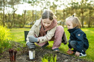 Big sister and her toddler brother planting hyacinth flowers on spring day. Children helping with spring chores.