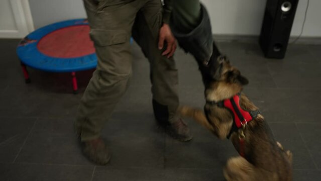 Shepherd dogs attack, bite and cling the criminal's hand during military training