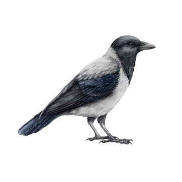 Grey crow watercolor illustration. Hand drawn hooded crow detailed image. Corvus cornix urban avian. City, town, village, park, outdoors wild inhabitant bird.