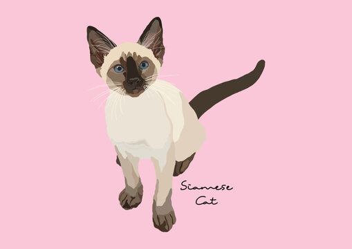 Vector Illustration of  Siamese Cat, Wichien Maat, Cat