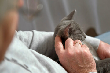 Elderly man sits and strokes a cat, feline therapy. Old man stroking a Pet cat. Happy senior male...