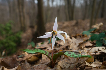 Erythronium dens-canis / Dente di cane