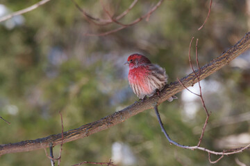 Male House Finch perched in a locust tree. 