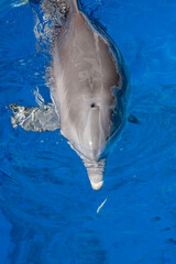 SIngle Dolphin