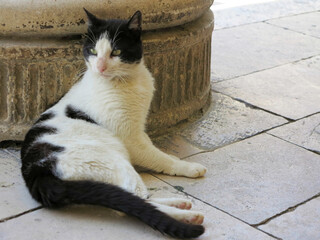 Black and white cat lying on its side