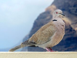 Collared dove on wall close up