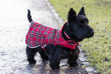 Scottish Terrier standing in the park