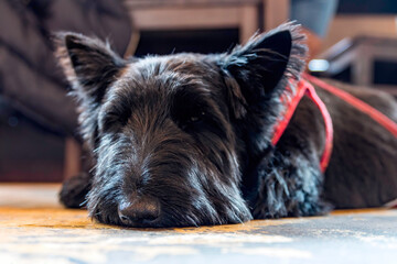 Scottish Terrier lying down on floor with sleepy eyes