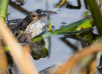 Frog sitting up out of water