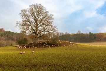 Golden field with Tree and sheep below blue sky