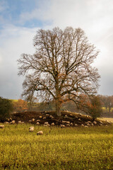 Golden field with Tree and sheep below portrait