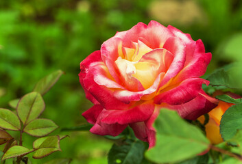 Tea pink yellow rose blooms in the garden