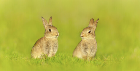 Close up of two cute little rabbits sitting in meadow