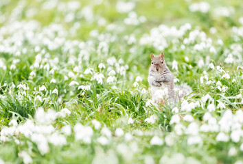 Close-up of a Grey Squirrel in snowdrops