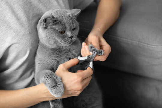 The girl cuts the claws of the cat in the home interior.