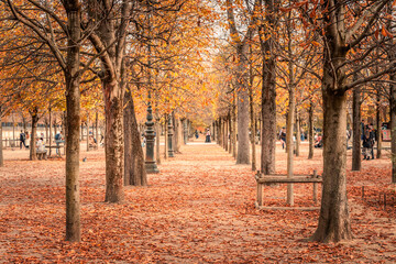Alley of Paris in the Fall in the Tuileries garden