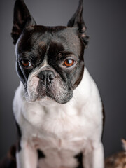 Boston Terrier Portrait