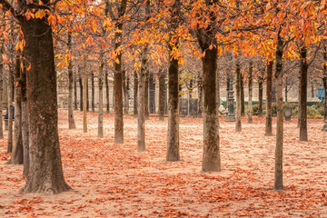 Alley of the Jardin des Tuileries in Paris, France in autumn