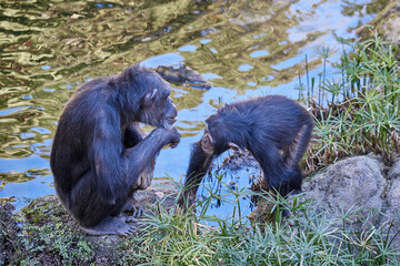 Adult and young chimpanzees sit on a rock near water