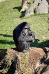 Chimpanzee sits on a rock alone
