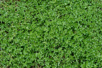 Green grass natural background, green color texture