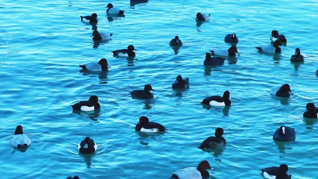 SOCHI, RUSSIA - JANUARY 2023: Ducks living near the commercial sea port of Sochi. Marina for the Marine Passenger Terminal. A seaport on the Black Sea. Ducks swim in seawater.