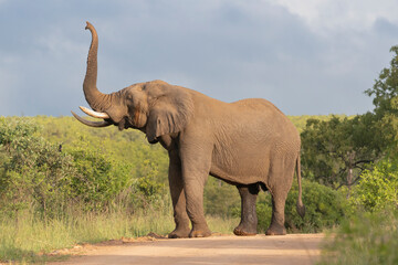 African bush elephant - Loxodonta africana also known as African savanna elephant on road with raised trunk with green vegetation and sky in background. Photo from Kruger National Park in Kruger.