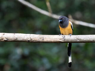 Rufous treepie on a perch