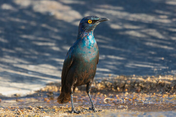 Cape starling - Lamprotornis nitens, also known as red-shouldered glossy-starling or Cape glossy starling on ground with blue water in background. Photo from Kruger National Park in South Africa.