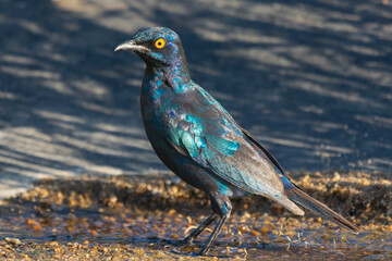Cape starling - Lamprotornis nitens, also known as red-shouldered glossy-starling or Cape glossy starling on ground with blue water in background. Photo from Kruger National Park in South Africa.