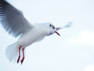 Mewa wzlatująca
