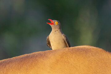Red-billed oxpecker - Buphagus erythrorynchus with open beak on the neck of impala with dark green background. Photo from Kruger National Park in South Africa.