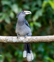 Malabar Grey Horn bill