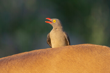 Red-billed oxpecker - Buphagus erythrorynchus with open beak on the neck of impala with dark green background. Photo from Kruger National Park in South Africa.