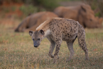 Spotted hyena - Crocuta crocuta, also known as the laughing hyena walking on grass with white rhinos -  Ceratotherium simum in background. Photo from Kruger National Park in South Africa