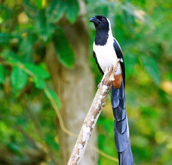white bellied treepie