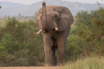 African bush elephant - Loxodonta africana also known as African savanna elephant walking on road with raised trunk with green vegetation in background. Photo from Kruger National Park in Kruger.	