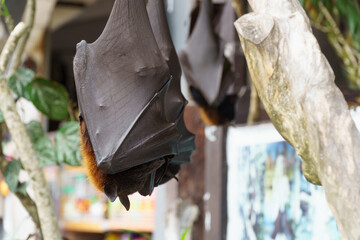 Close-up of a huge bat hanging and sleeping in the middle of the day
